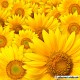 Vinilo girasoles